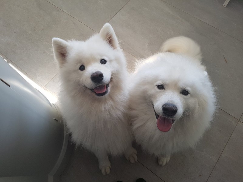Pomeranian Samoyed Mix