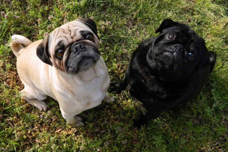 Jelly the Pug