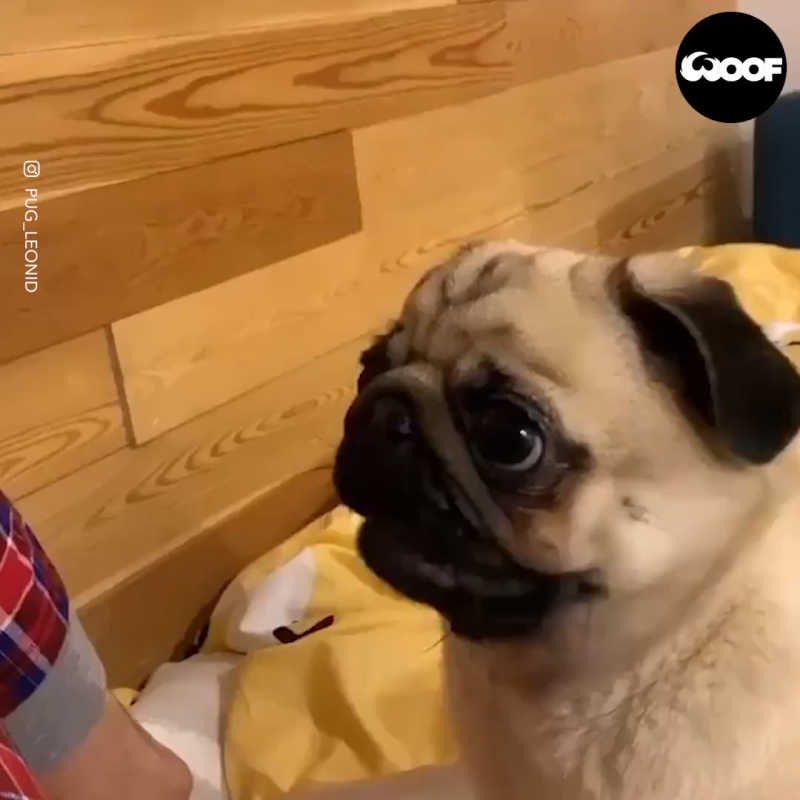 Мопс точки
