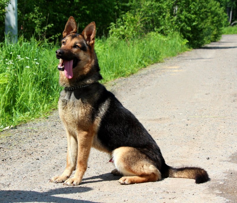 German Shepherd dick