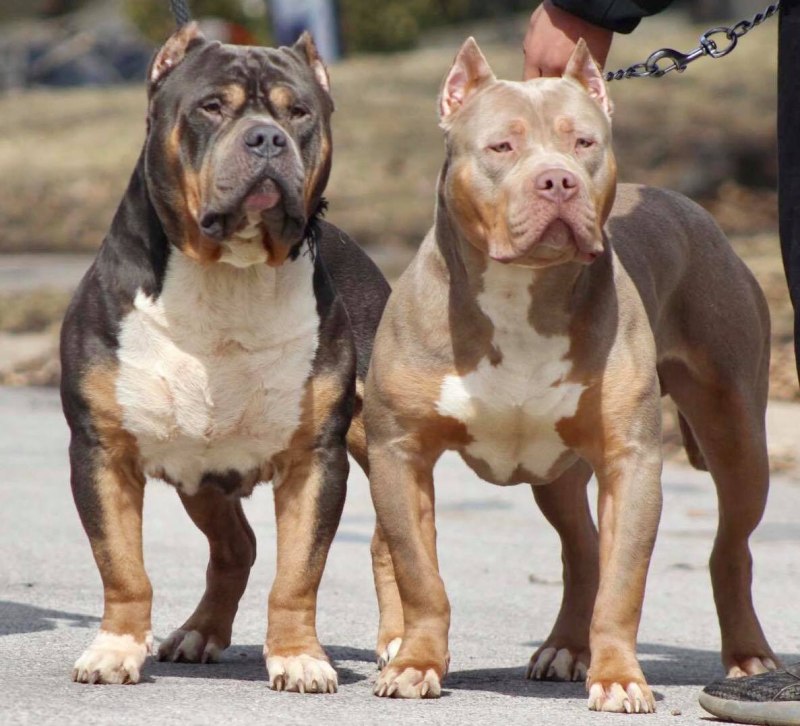 American Bully Merle