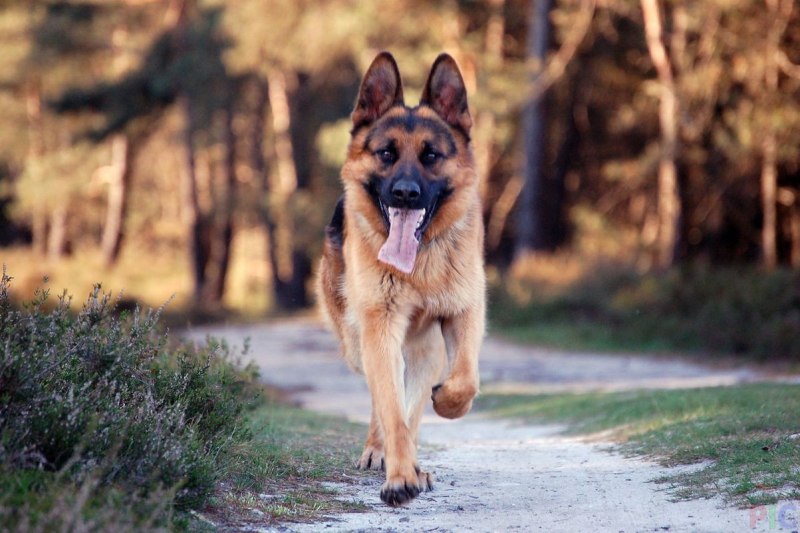 German Shepherd немецкая овчарка