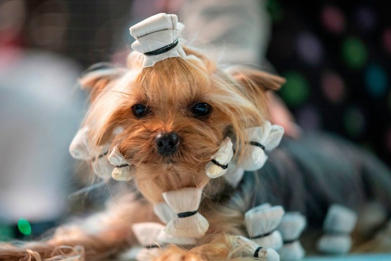 Выставка собак Westminster Kennel Club 2020