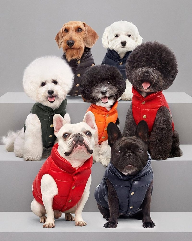 Moncler Dog
