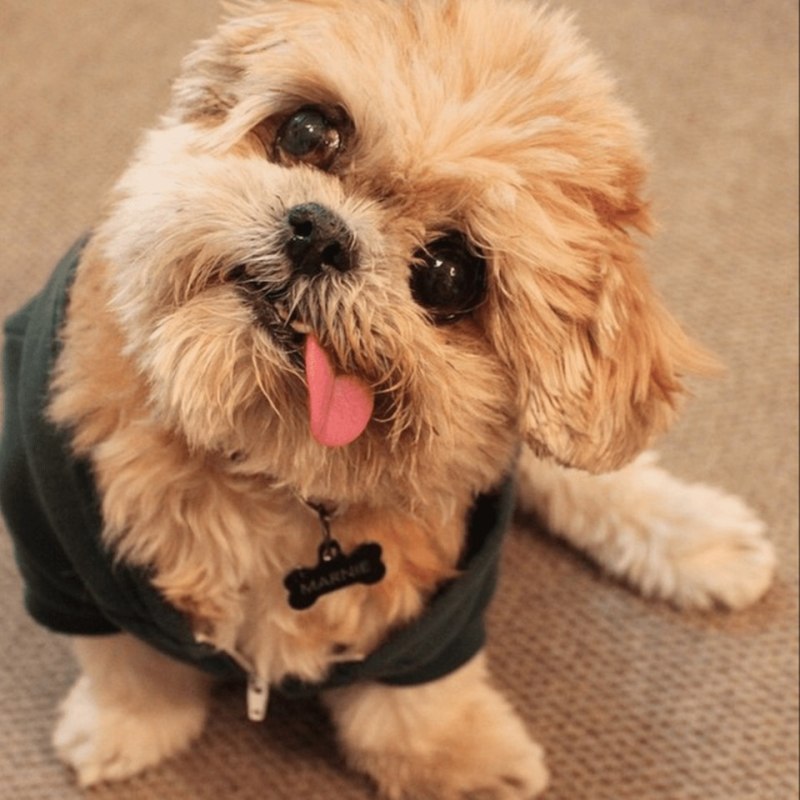 Shih Tzu Dog