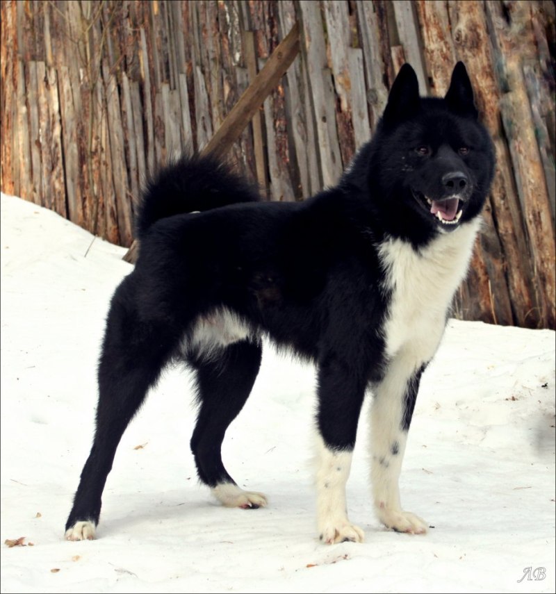 Рел лайка