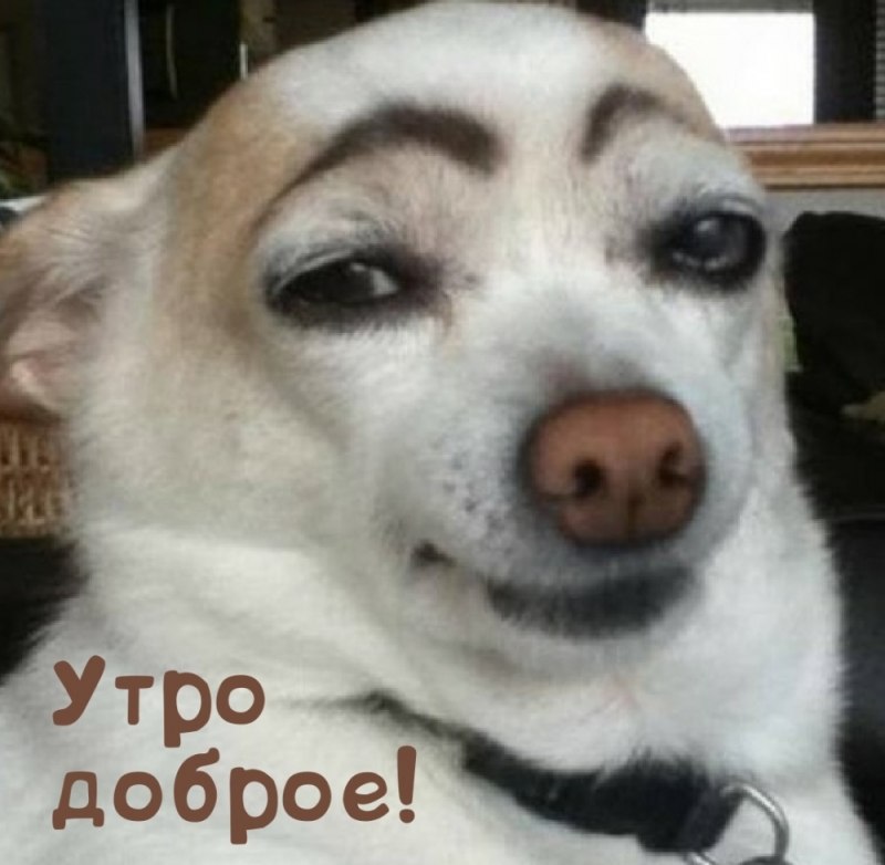Собака с бровями