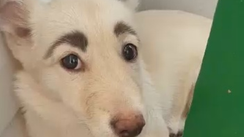 Собака Фрида с бровями