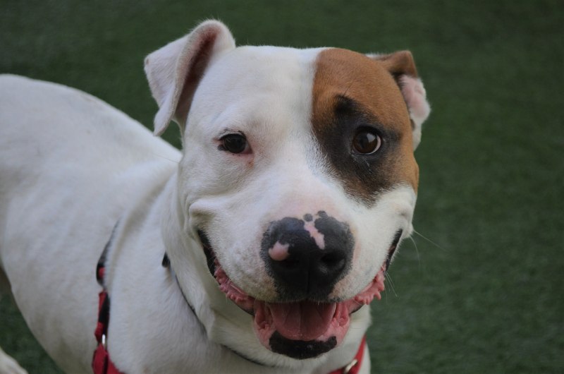 Dog with White spots