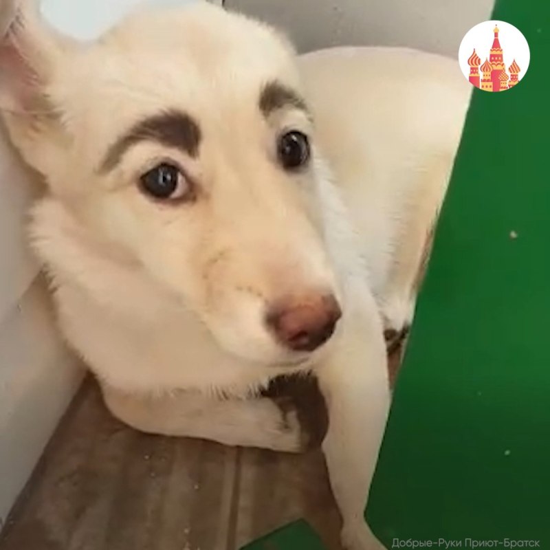 Собачка с черными бровями