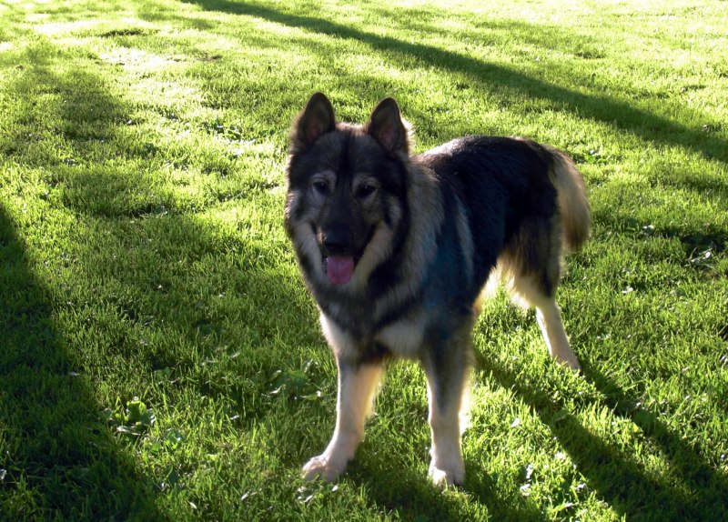 American Alsatian