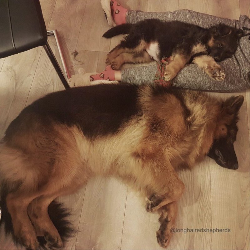 Кормящая кошка