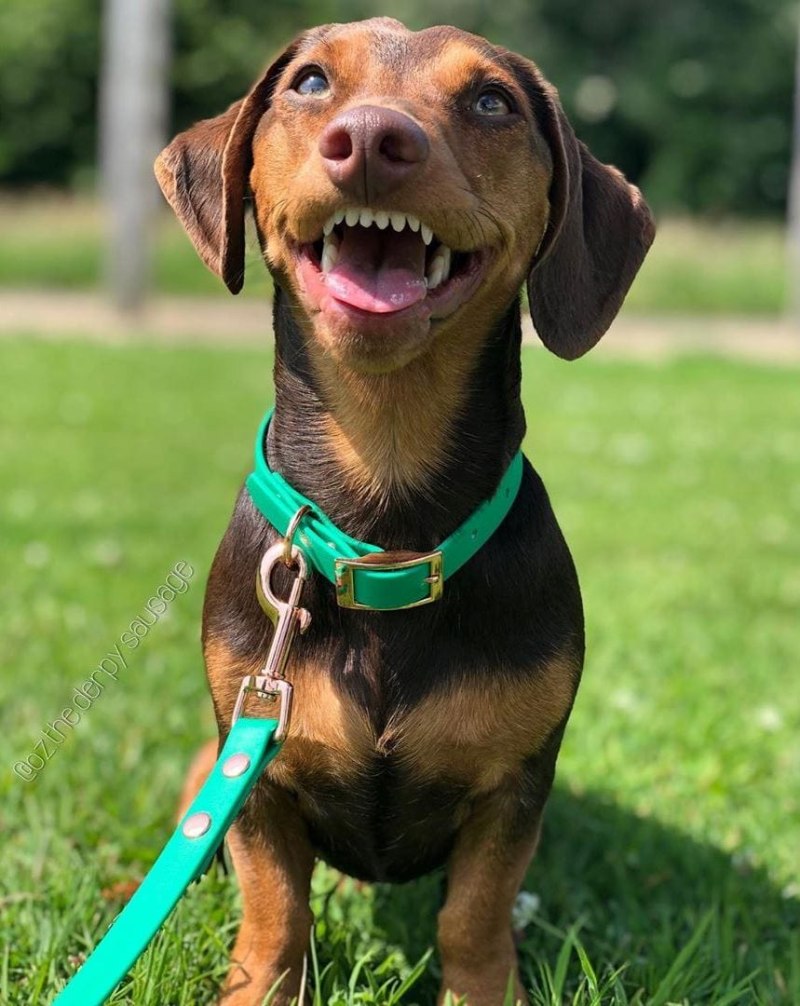 Dachshund оскал