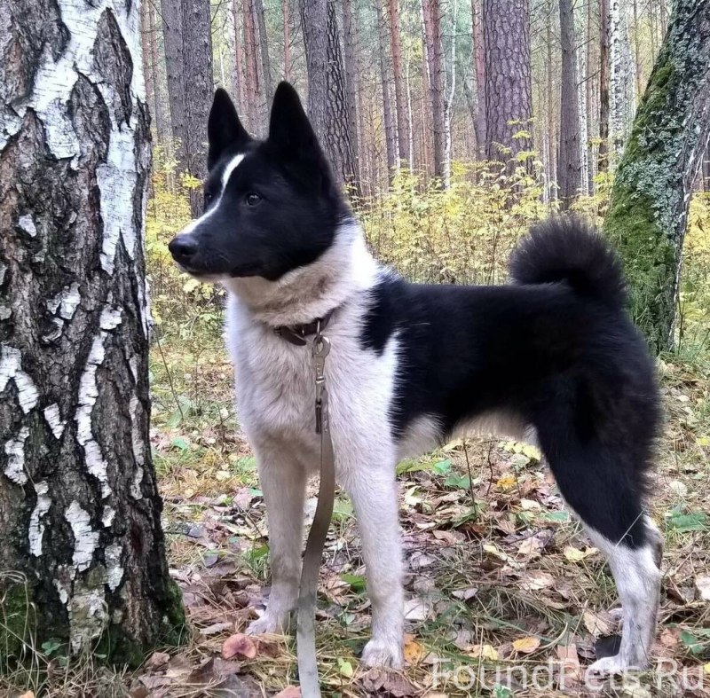Русско Сибирская лайка