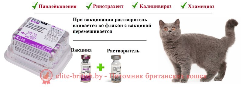 Какие прививки необходимы котенку в 2 месяца