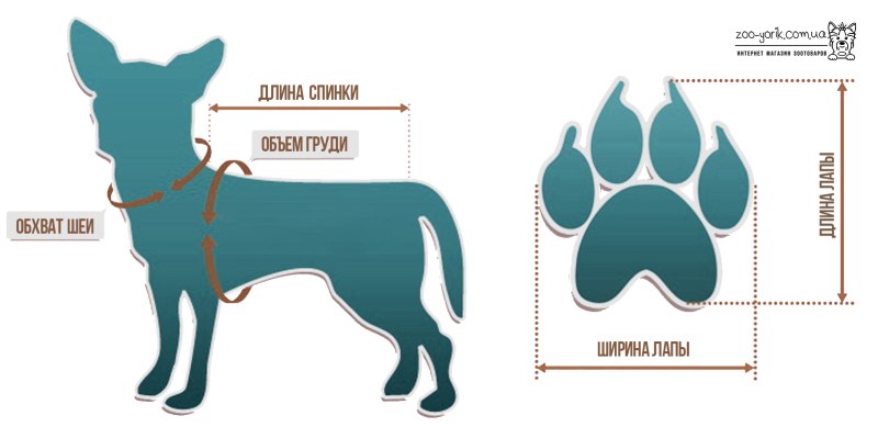 Размер лапы собаки