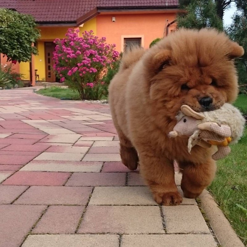 Чау-чау собака