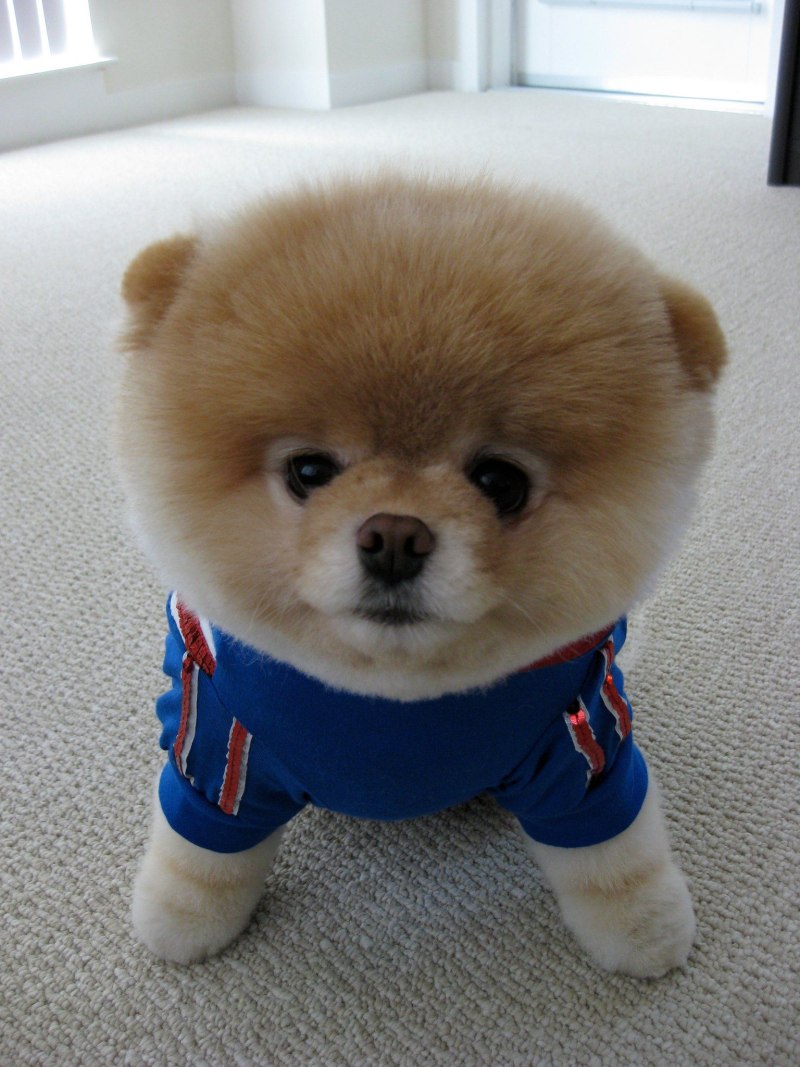 Померанский шпиц Boo