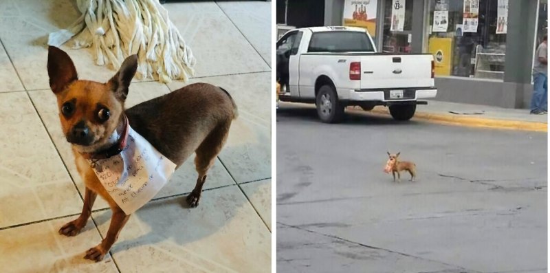 Чихуахуа с чипсами