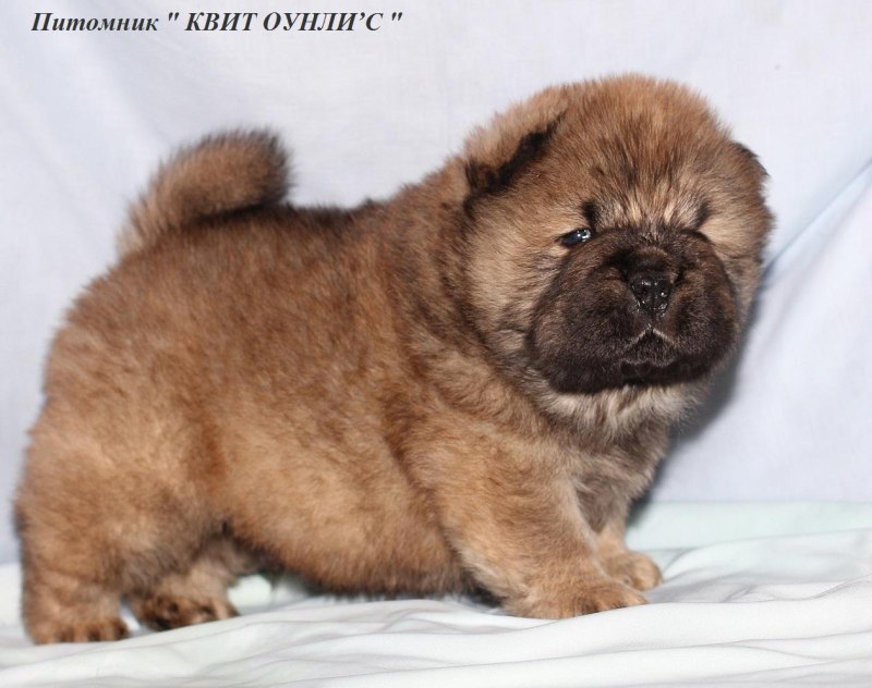 Щенок чау чау красный