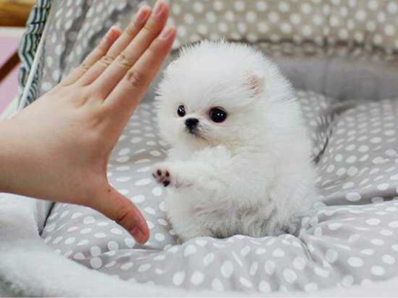 Померанский шпиц Teacup.