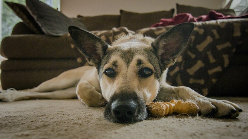 He Dog