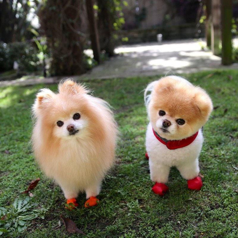 Померанский шпиц Boo
