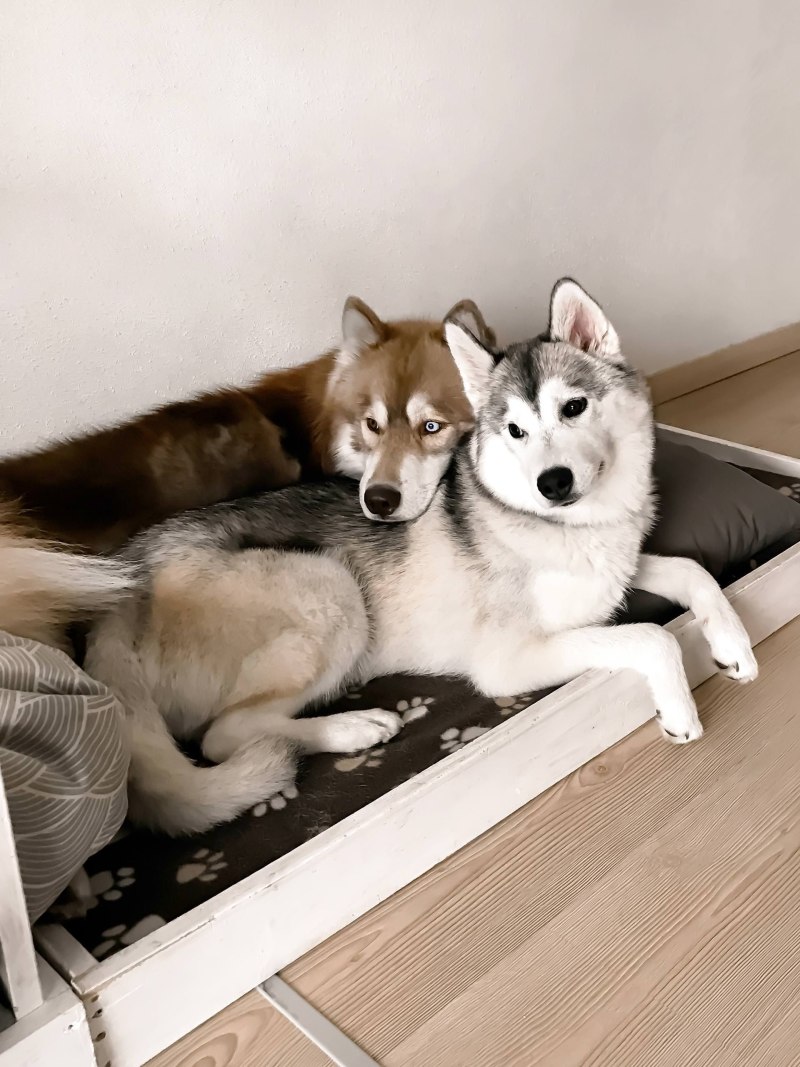 Много хаски