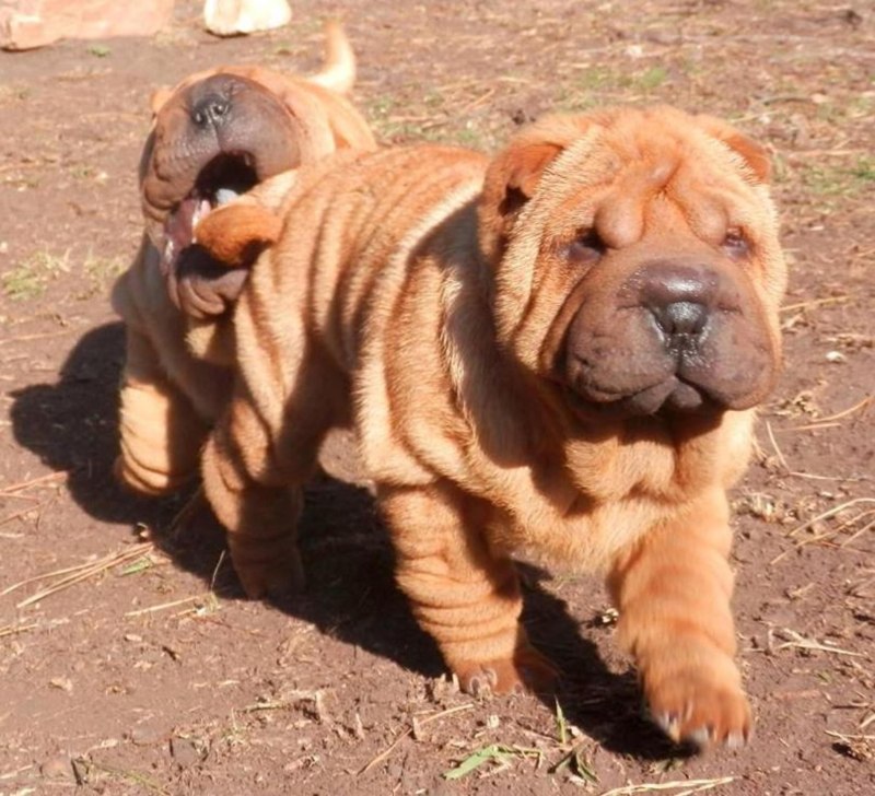 Шарпей с шерстью Bear