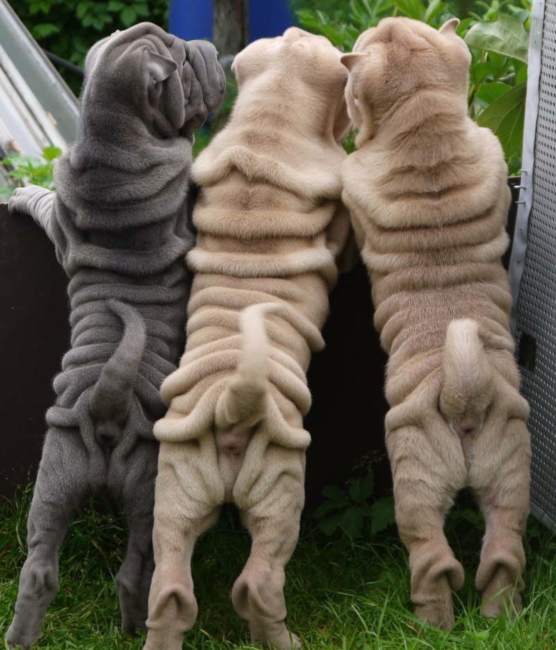Shar Pei Shepherd Mix