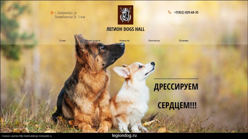 Помесь корги и овчарки