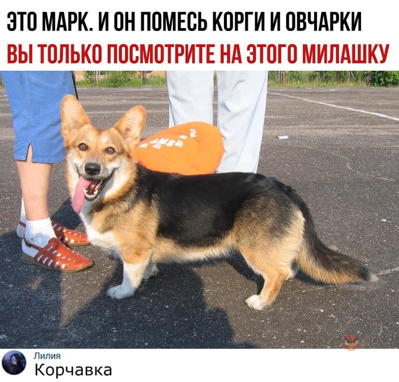 Скрещенные собаки разных пород