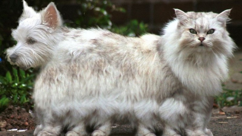 Котопес кошка