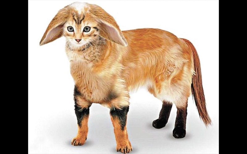 Гибрид кошки и собаки
