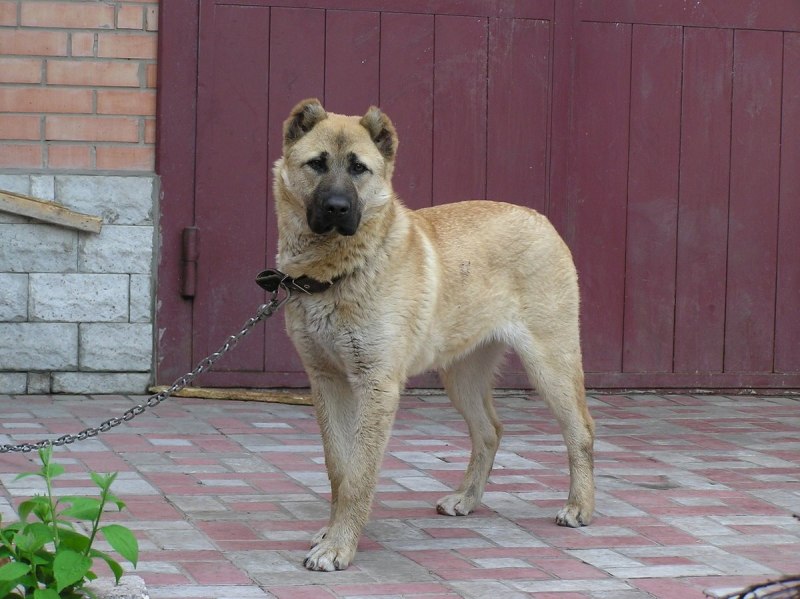 Помесь алабая