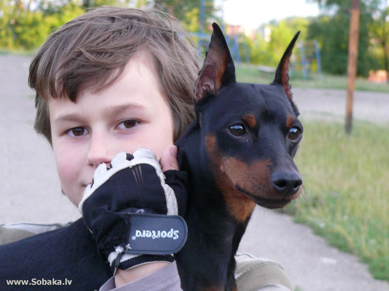 Толстый Доберман пинчер