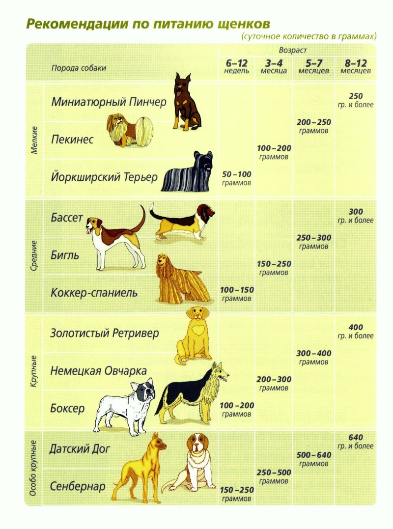 Схема кормления щенка по месяцам