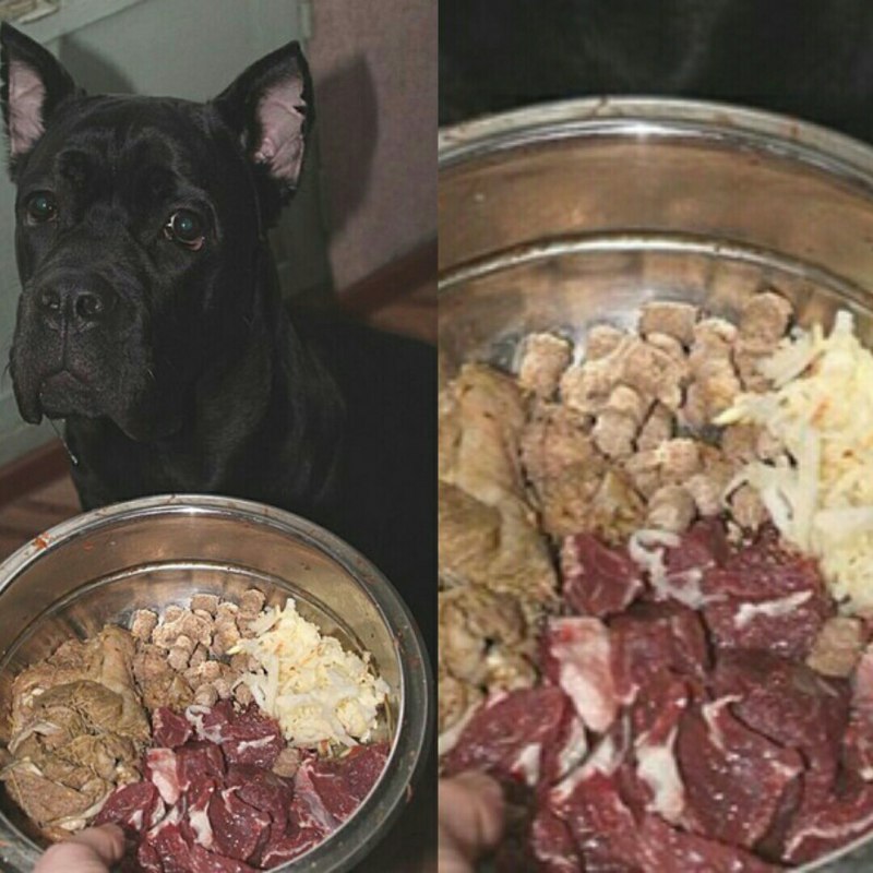 Натуральный рацион для собак