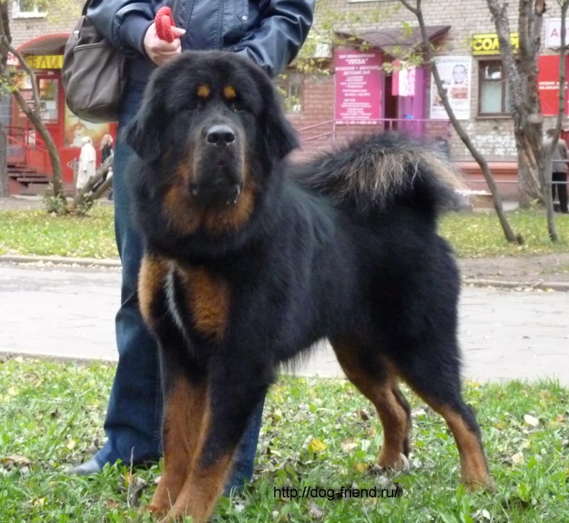 Карликовый тибетский мастиф