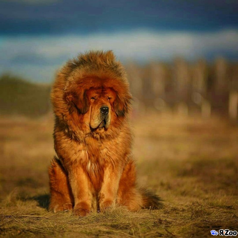 Горный мастиф