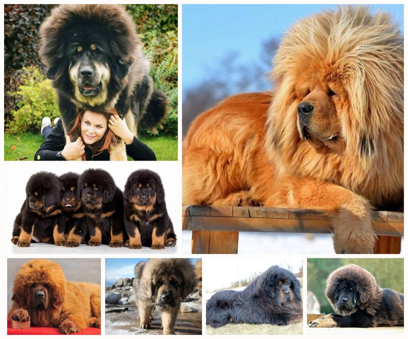Королевский тибетский мастиф