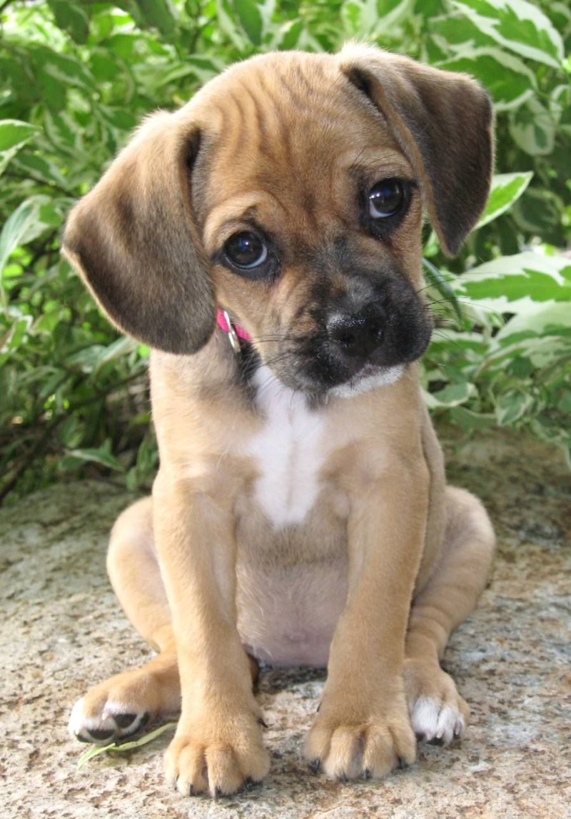 Puggle порода собак