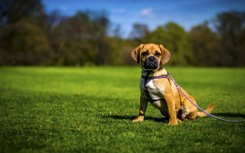 Puggle собака