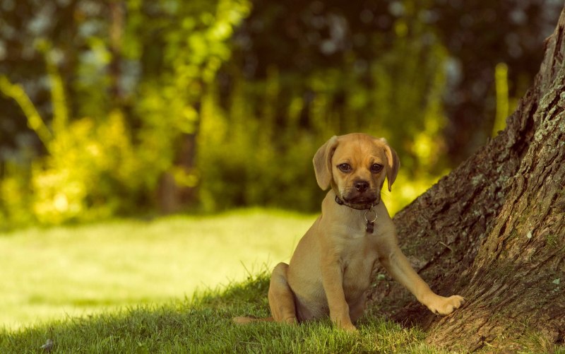 Puggle собака
