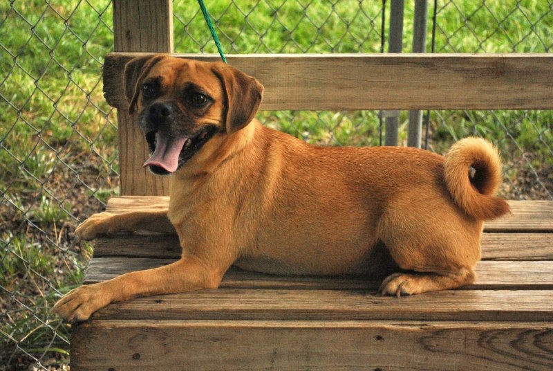 Puggle собака