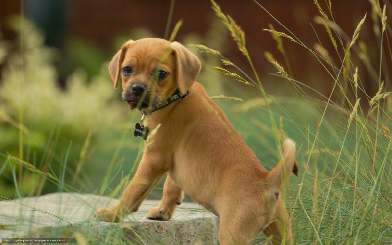 Puggle порода собак