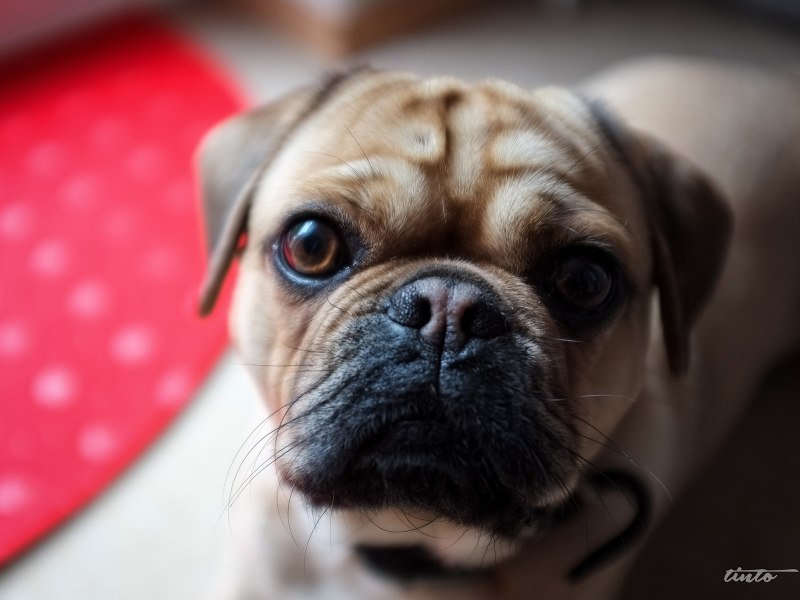Professional foto Dog portret