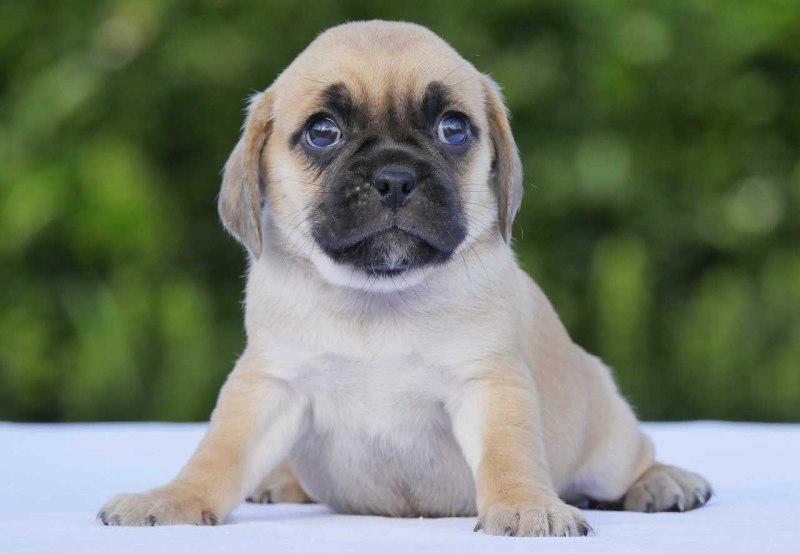 Puggle порода