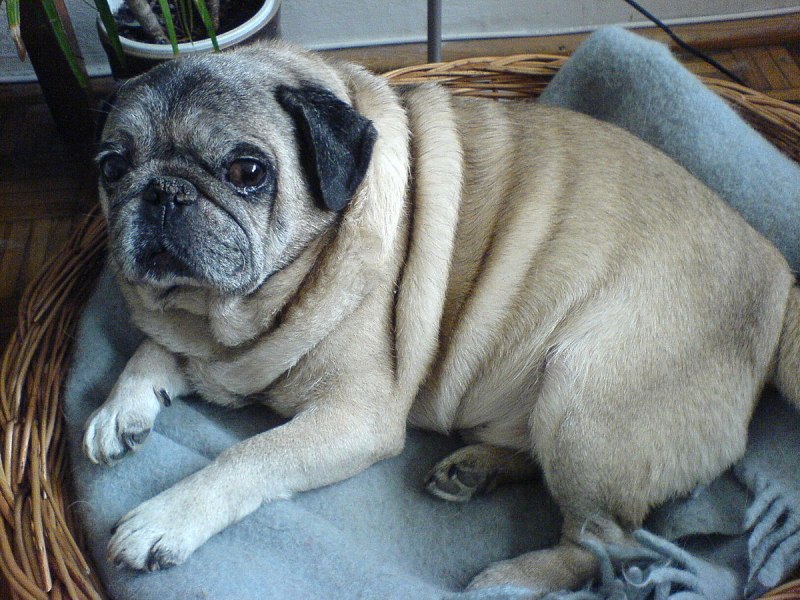 .Pug file
