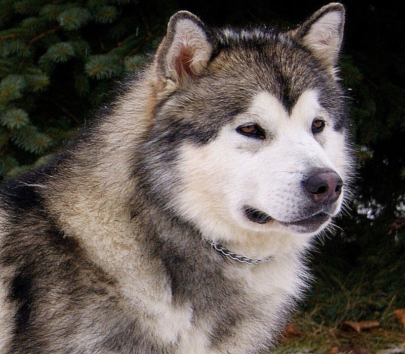 Лайка Аляскинский маламут